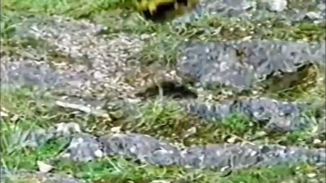 Eagle vs Tortoise - Hard shell vs sharp claws
