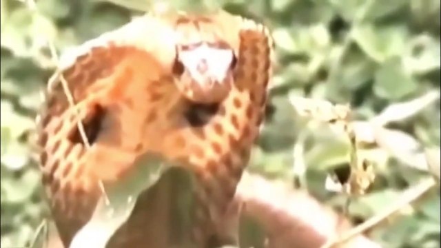 Poisonous Snakes cannot attack the airborne Eagle!