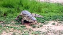 Wildebeest vs Crocodile - Excellent, Hippo Is The Hero To Rescue The Wildebeest From Crocodile