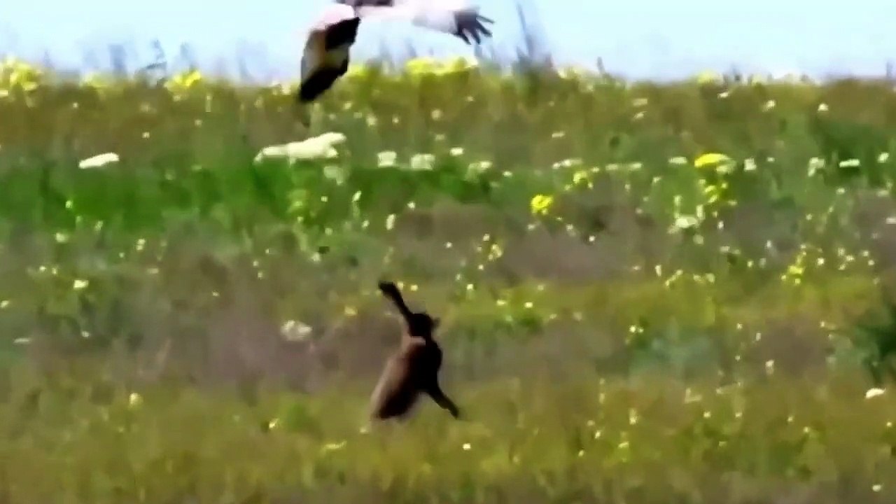 Will Rabbits escape from sharp claws Eagle