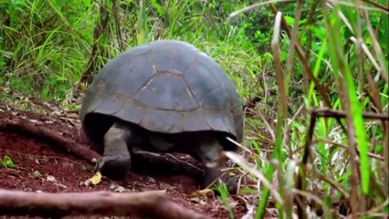 Eagle go hunt on sky and suddenly saw some moving-rock...