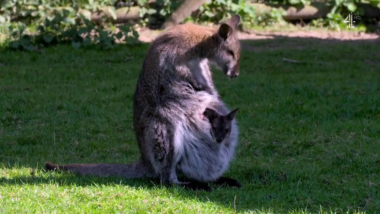 Spring at Jimmy's Farm - Se1 - Ep01 HD Watch