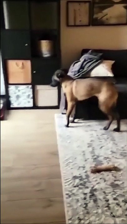 Ce chien très futé arrive toujours à ses fins