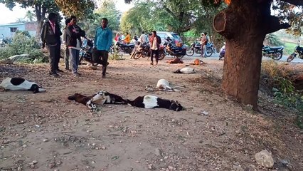 गेहूं के साथ यूरिया खाने से दस बकरियों की मौत