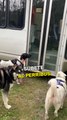 Este autobús para perros en Alaska es toda una experiencia