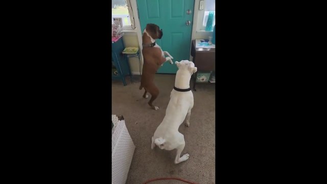 Excited dog welcomes home his little owner #shorts