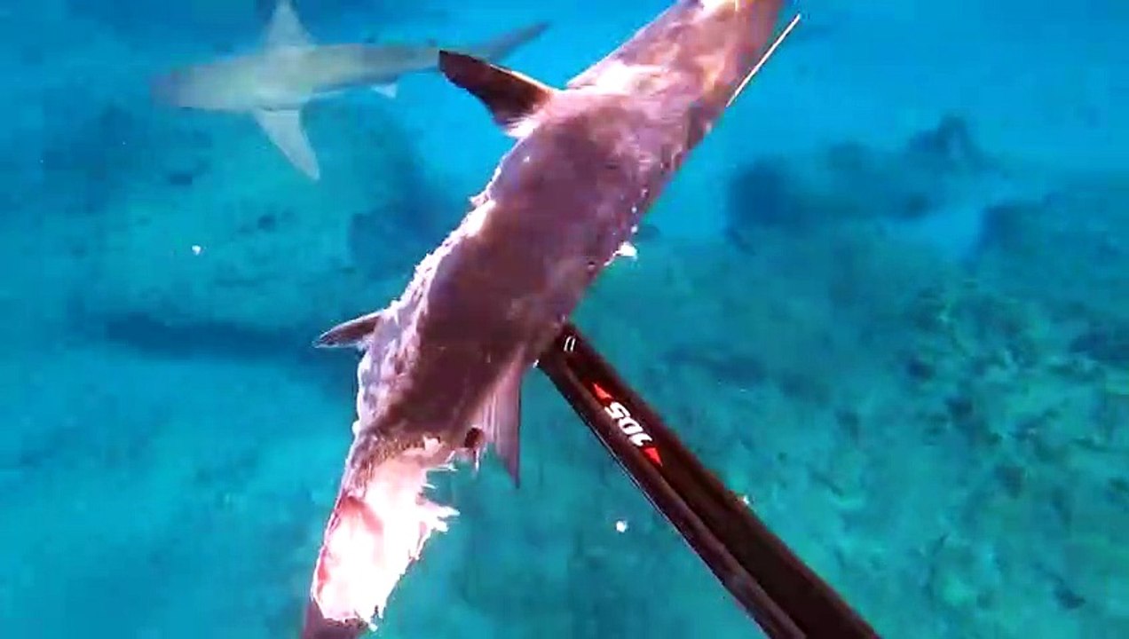 Shark Almost Gets Away With My Fish