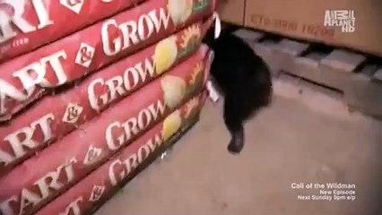 Call of the Wildman - Se3 - Ep03 HD Watch