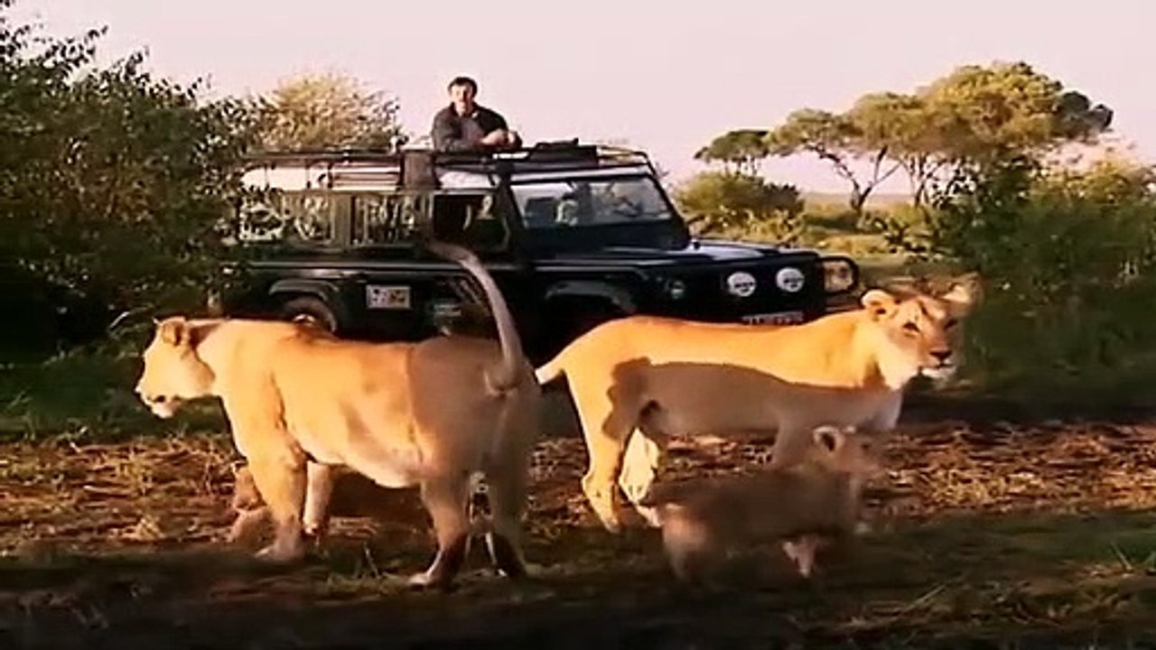 Big Cat Diary - Se2 - Ep20 HD Watch