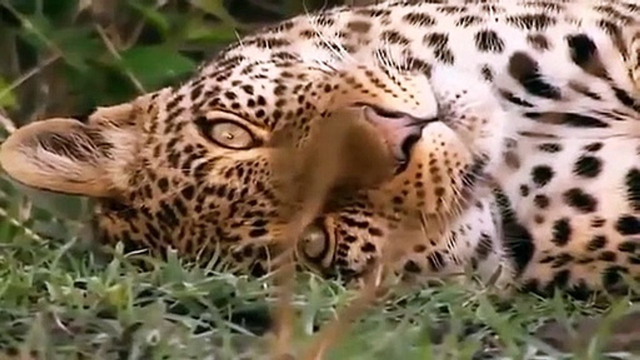 Big Cat Diary - Se2 - Ep19 HD Watch