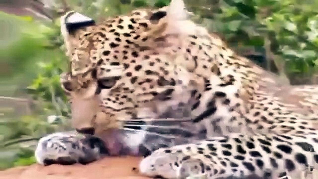 Big Cat Diary - Se3 - Ep03 HD Watch