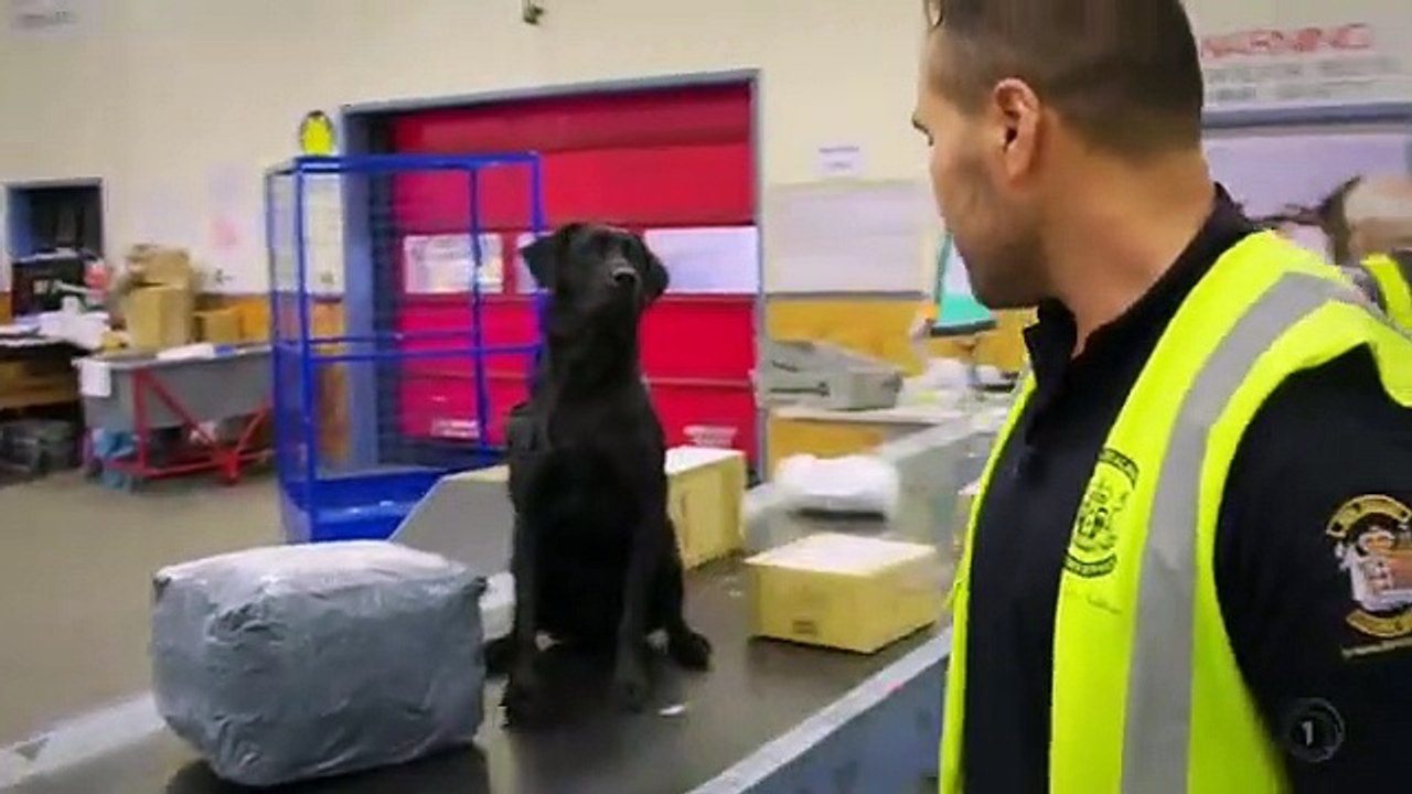 Dog Squad - Se9 - Ep01 HD Watch