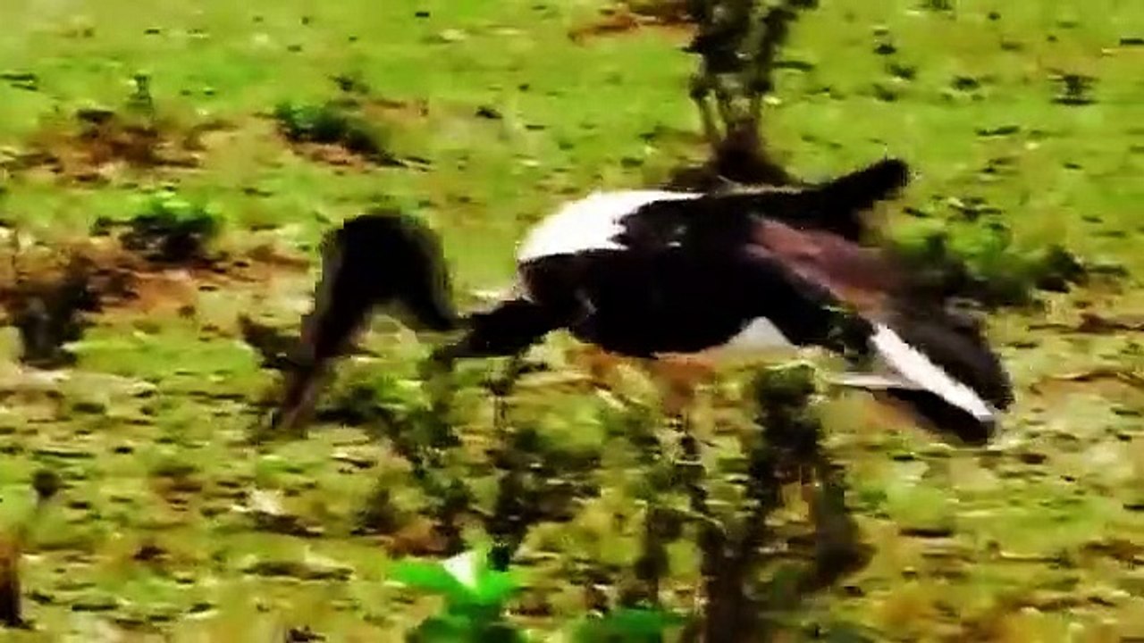 Big Cat Diary - Se3 - Ep06 HD Watch