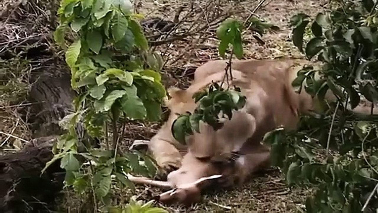 Big Cat Diary - Se3 - Ep08 HD Watch