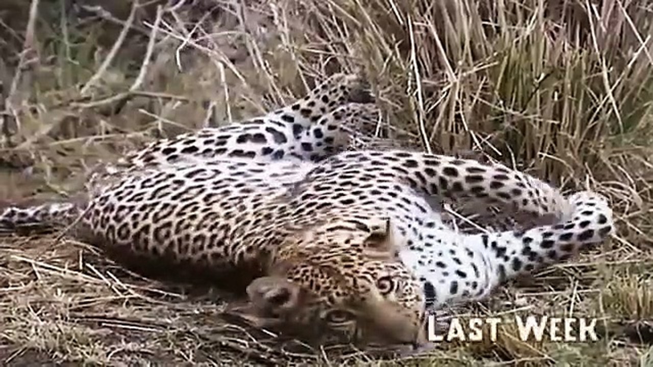 Big Cat Diary - Se3 - Ep07 HD Watch