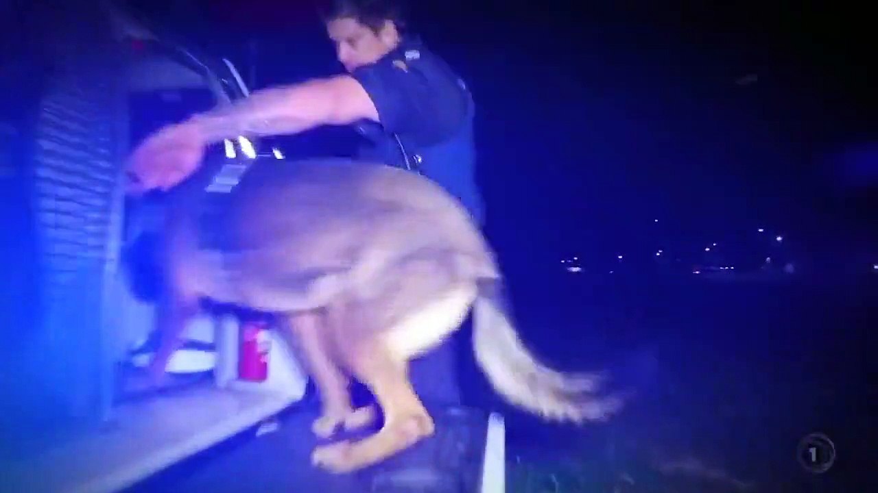 Dog Squad - Se9 - Ep07 HD Watch