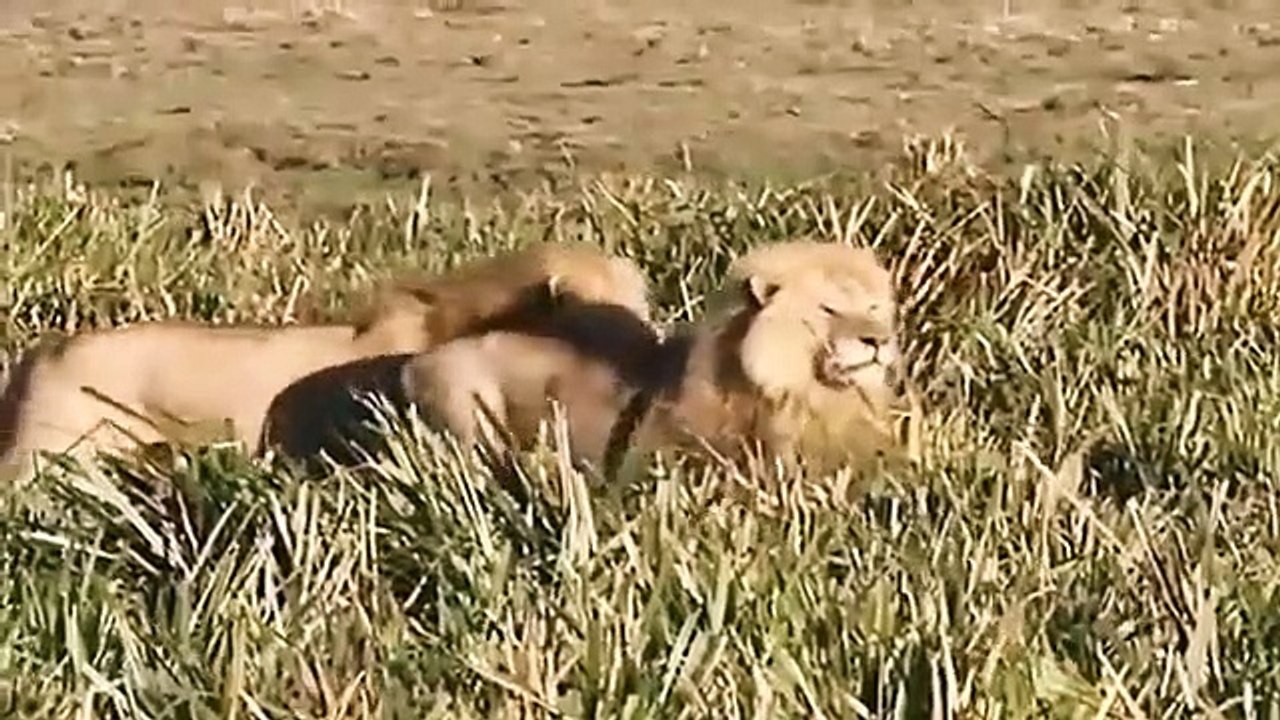 Big Cat Diary - Se3 - Ep10 HD Watch