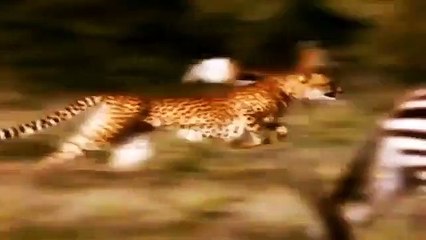 Big Cat Diary - Se3 - Ep11 HD Watch