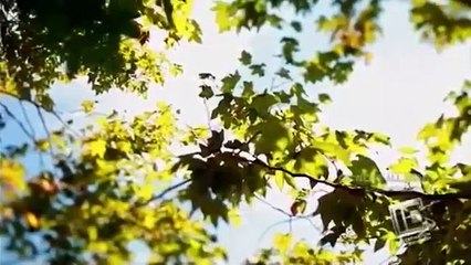 Blood Relatives - Se3 - Ep11 HD Watch