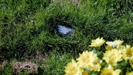 Cool Daddy (2021) Watch HD