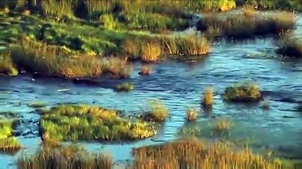 The Last Lions (2011) Watch HD