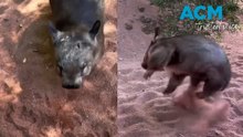 Wombats can get the zoomies too?