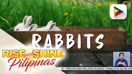 WEDNESDAY PETSDAY | Rabbits