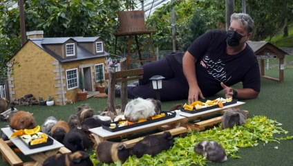 Tasmania's 'tiny town' for guinea pigs a TikTok sensation