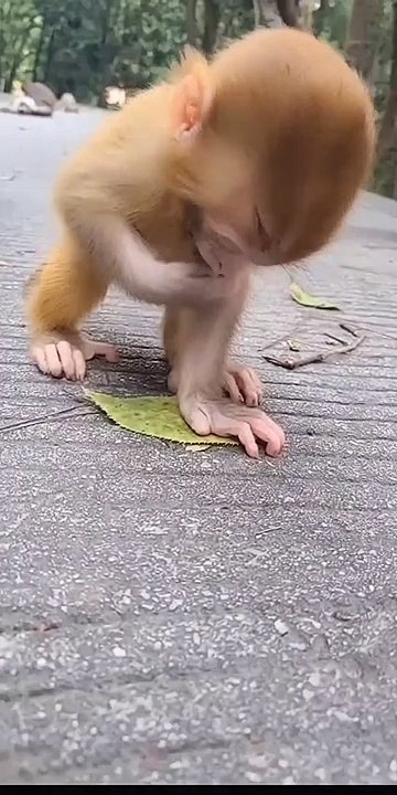 cute little monkey