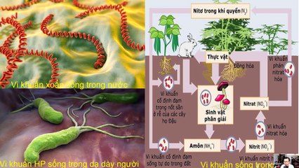 Sinh 10 - Bài 22 Khái quát về vi sinh vật