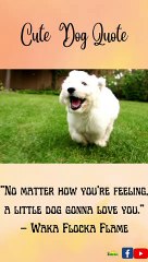 Loving Pet || Cute Puppy Short Video