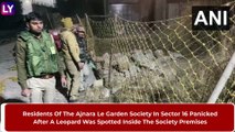 Leopard Spotted At Ajnara Le Garden Residential Society In Greater Noida, Rescue Operation Underway