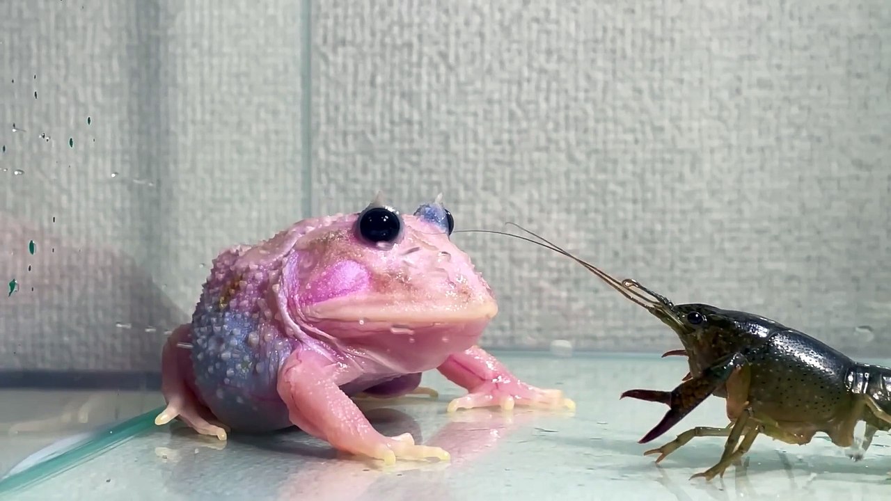 stop！stop！Pacman frog , African bullfrog LIVE FEEDING