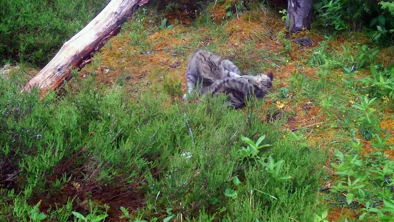 Scottish Wildcat- The Highlander Cat