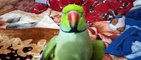 Parrot Talking || Parakeet sweet Voice Mitho Talking Hindi indian Parakeet || ‎