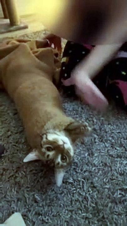 Aider un chat coincé à sortir d'une manche à capuche