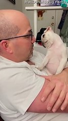 Bébé carlin confus par les sons du propriétaire