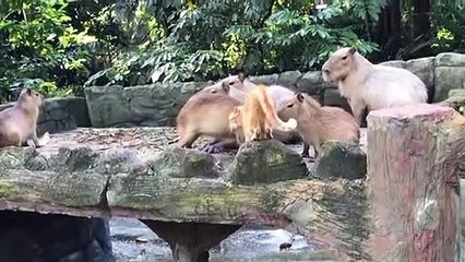 Ce chat a grandi parmi les capybaras dans un zoo