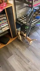 Chaton aime jouer avec les furets