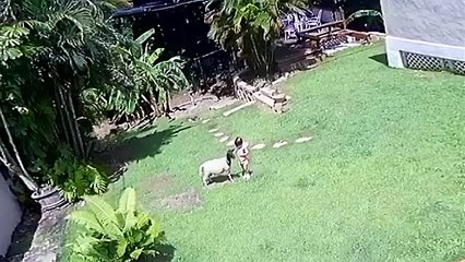 Chien protège sa petite soeur