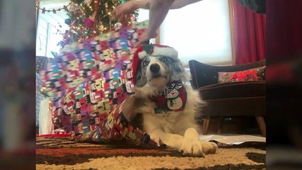 Comment emballer un Border Collie pour Noël