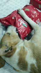 Doggy ouvre son cadeau de Noël