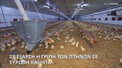 Σε έξαρση η γρίπη των πτηνών