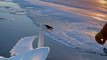 Friends Free Swan coincé sur le lac gelé du Minnesota