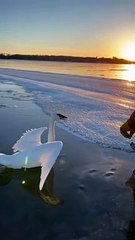 Friends Free Swan coincé sur le lac gelé du Minnesota