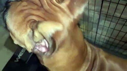 Gideon le boxeur aime marcher sur un tapis roulant