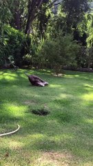 Hulk aime glisser sur la pente d'herbe