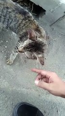 Le chat de gouttière n'aime pas les perturbations