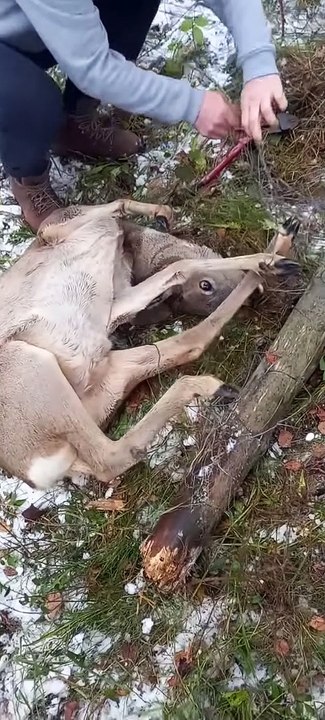 Les gars aident à sauver un cerf piégé