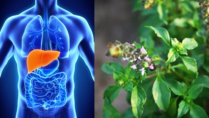 Tulsi के पत्ते इस बीमारी में होता खतरनाक, तुलसी के पत्ते के नुकसान | Boldsky *Health